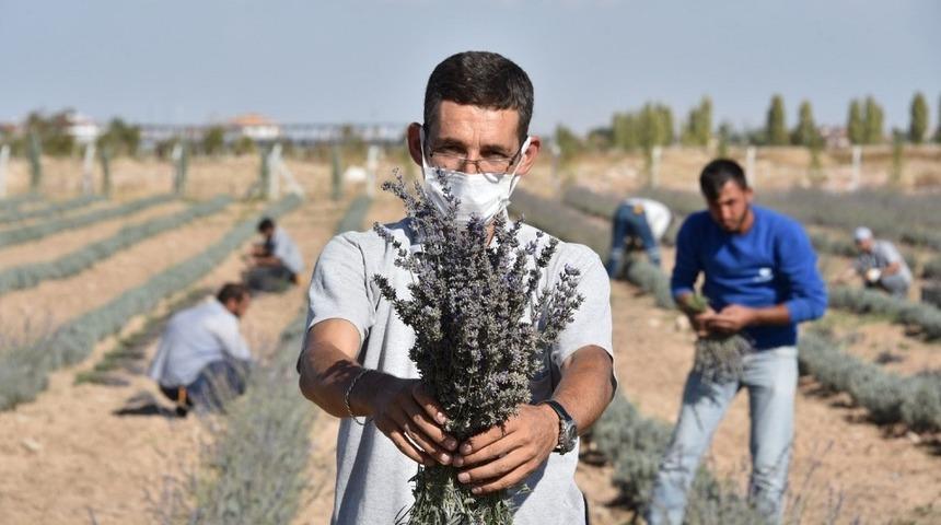 Karatay’da lavantaların ikinci hasadı yapıldı