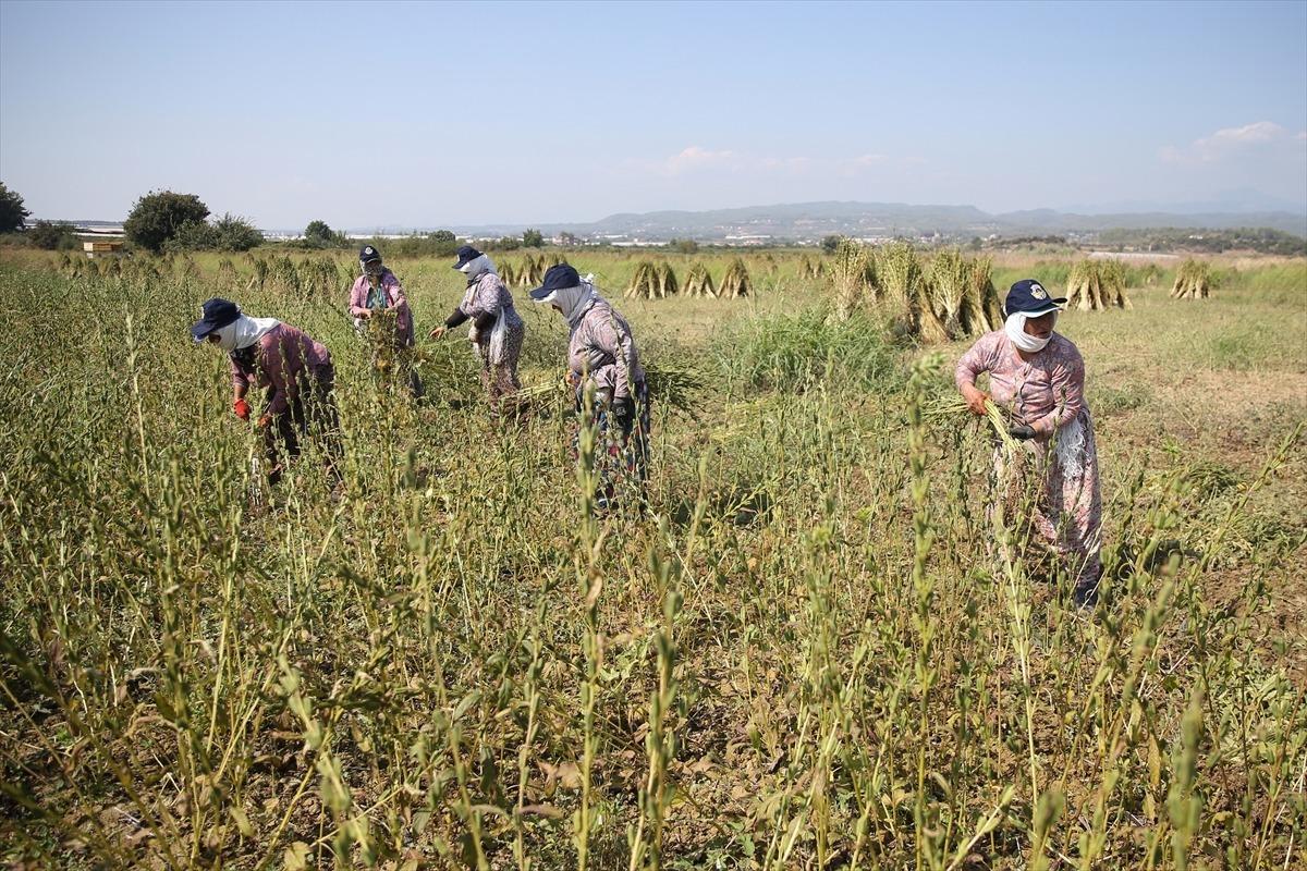 Osmanlı'da saray sofralarını s&uuml;sleyen "Manavgat susamı"nda rekolte arttı
