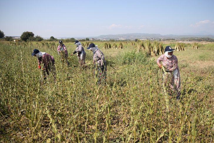 Osmanlı'da saray sofralarını süsleyen "Manavgat susamı"nda rekolte arttı G1