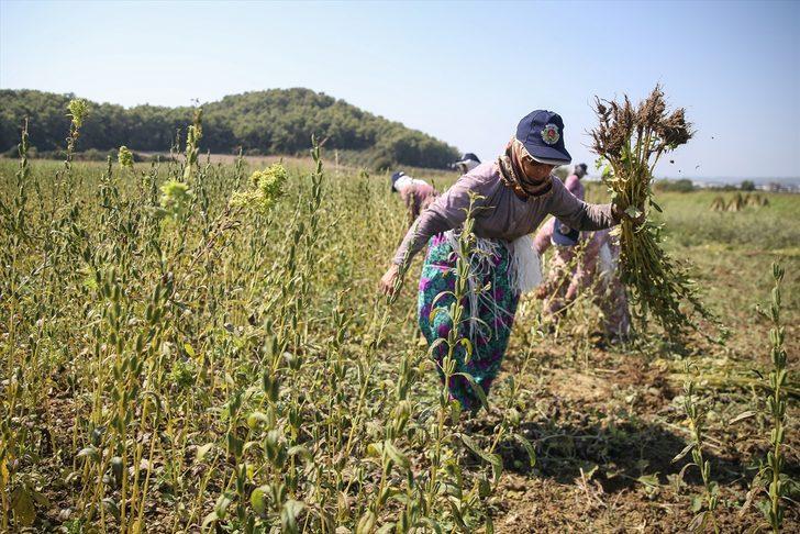 Osmanlı'da saray sofralarını süsleyen "Manavgat susamı"nda rekolte arttı G2