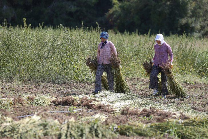 Osmanlı'da saray sofralarını süsleyen "Manavgat susamı"nda rekolte arttı G3