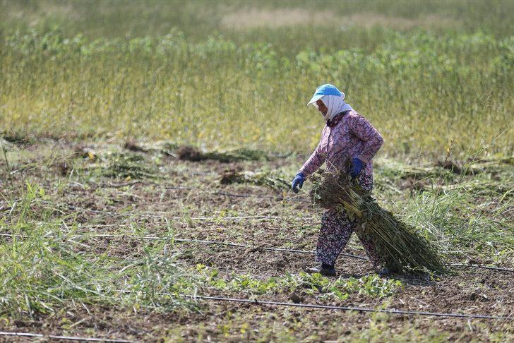 Osmanlı'da saray sofralarını süsleyen "Manavgat susamı"nda rekolte arttı G4