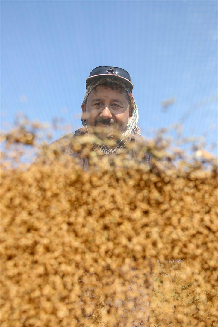 Osmanlı'da saray sofralarını süsleyen "Manavgat susamı"nda rekolte arttı G5