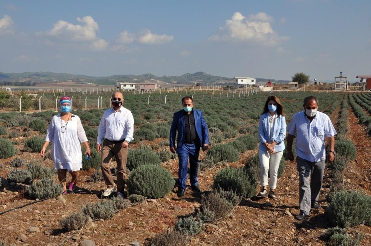 Adana&rsquo;da lavanta balı &uuml;retilecek
