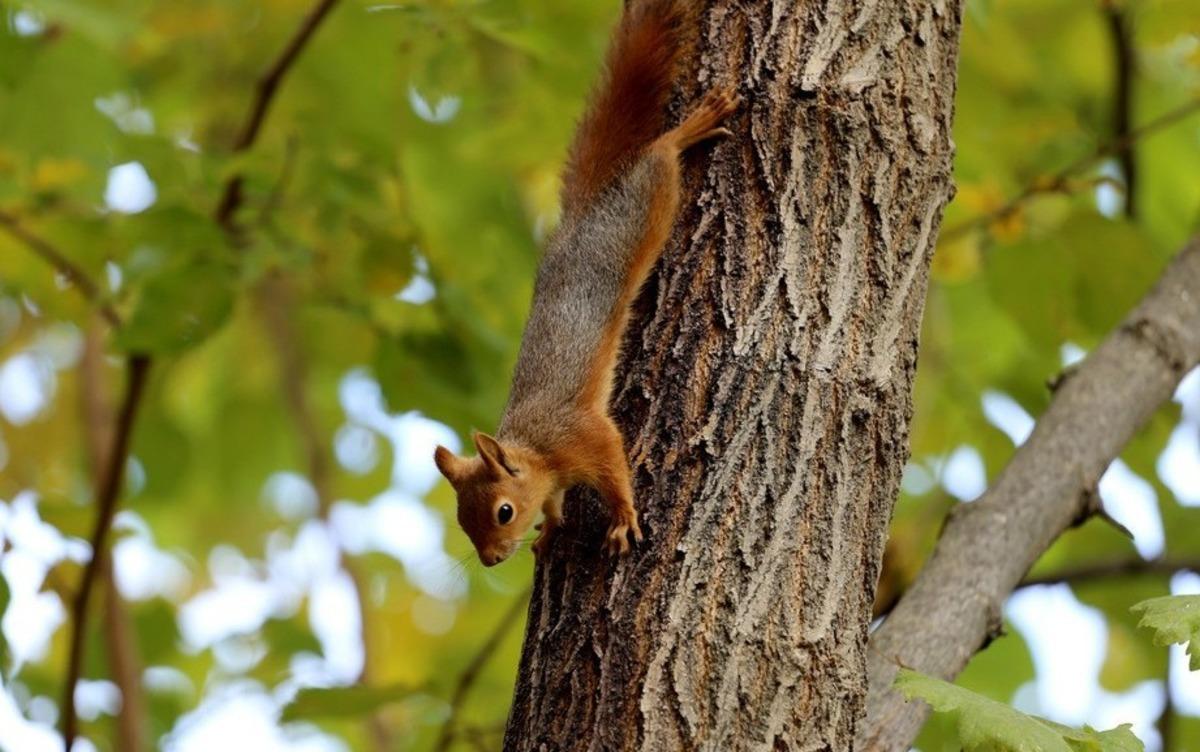 Sincap ailesi bu kış a&ccedil; kalmayacak