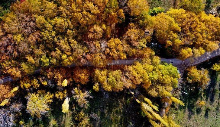 Bayburt’ta sonbahar renkleri G4