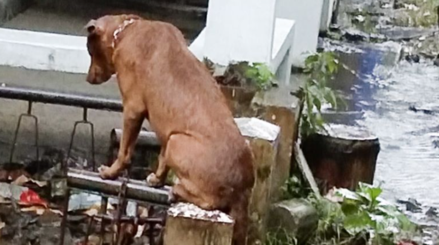 Ne yağmur ne fırtına! Sahibinin mezarı başından bir an olsun ayrılmıyor