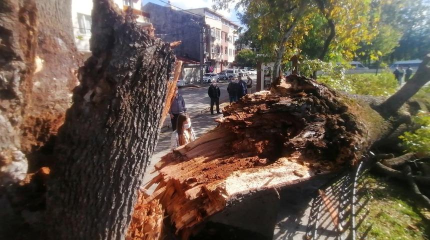 Çıtırtı sesleri duyulmuştu! Asırlık ağaç depreme dayanamadı