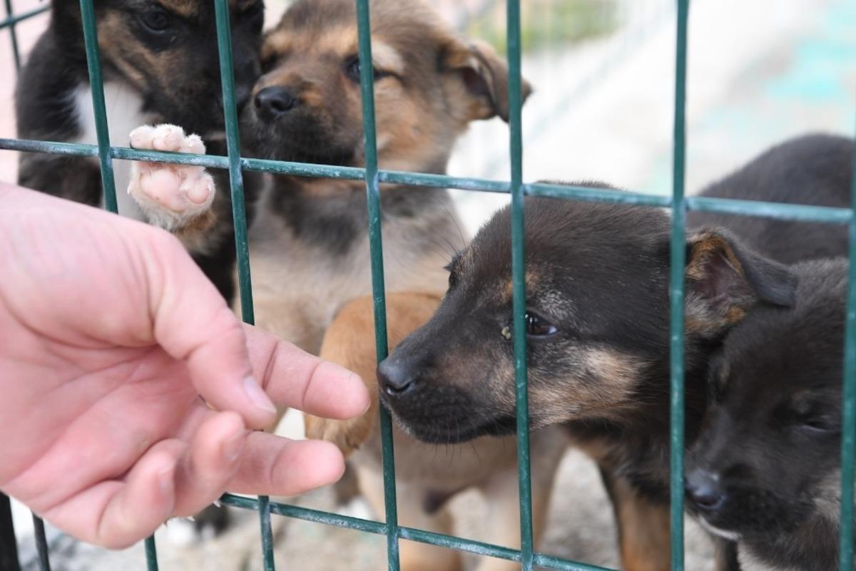 Konyaaltı&rsquo;nda yılın ilk altı ayında 94 k&ouml;pek ve 161 kediyi sahiplendirildi