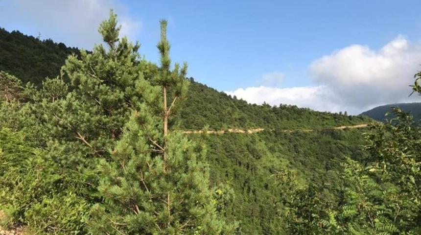 Tirebolu il&ccedil;esindeki Hızırilyas Tepesi tabiat parkı olarak ilan edildi