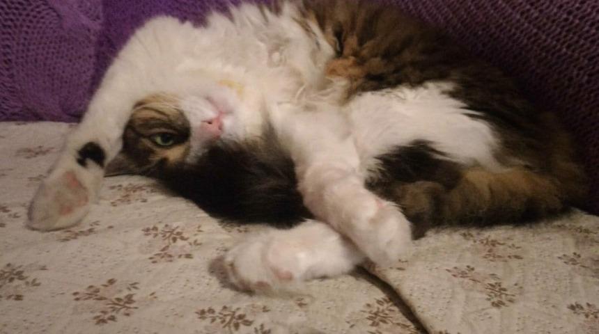 Depremden sonra hasarlı binada mahsur kalan kedisi için yardım istedi: Daha fazla dayanamaz!