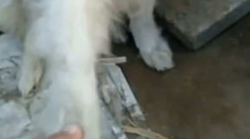 Kesimhaneye g&ouml;t&uuml;r&uuml;l&uuml;yordu! Patisini uzatarak...