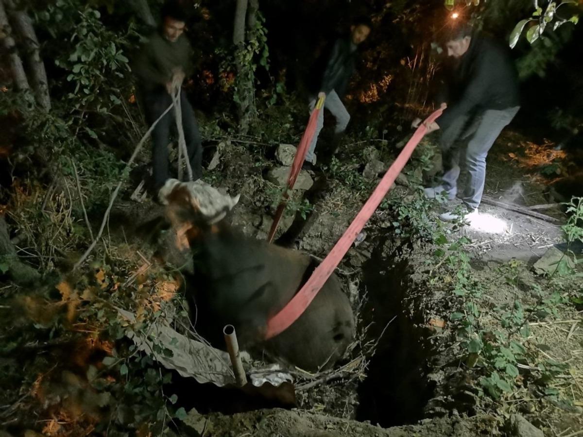 &Ccedil;ukura d&uuml;şen ineği itfaiye ekibi kurtardı