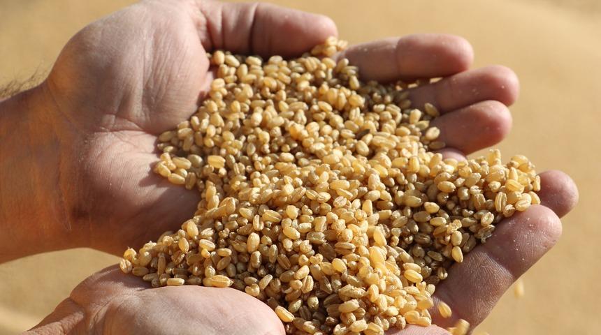 G&uuml;nde 60 ton pişirilip kurutuluyor! Yurt dışına bile g&ouml;nderiliyor