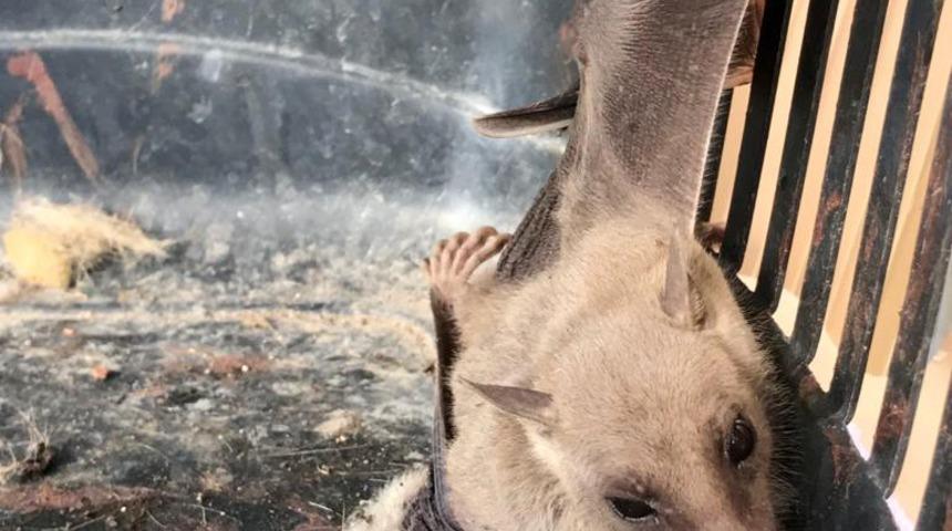 Sadece kuşların kanı ile besleniyor! Vampir yarasa Mersin'de g&ouml;r&uuml;ld&uuml;