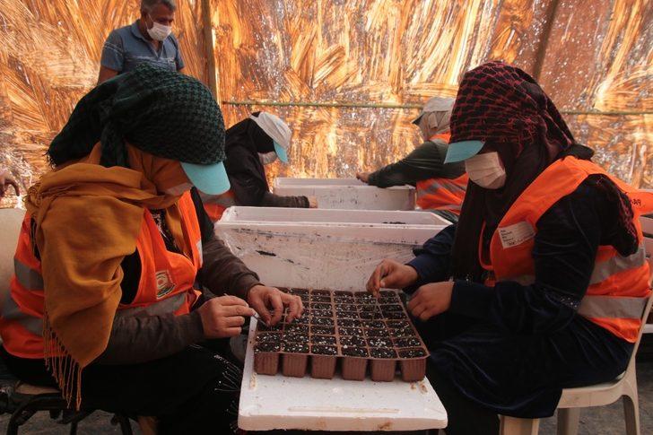 Şanlıurfa’da çiçek üretimi G1