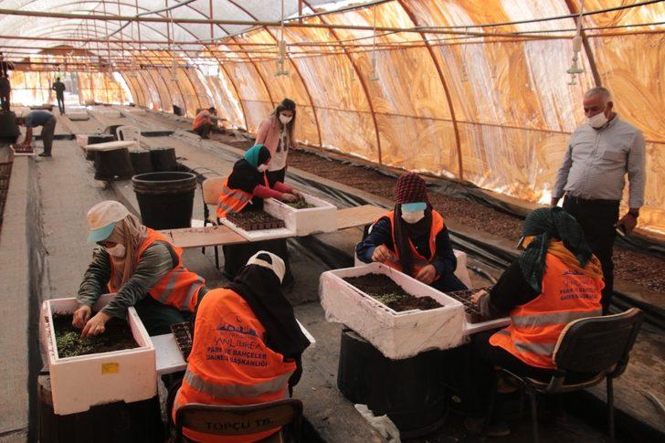 Şanlıurfa’da çiçek üretimi G3