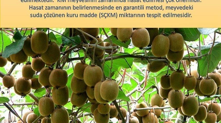 Kivi üreticilerine hasat uyarısı