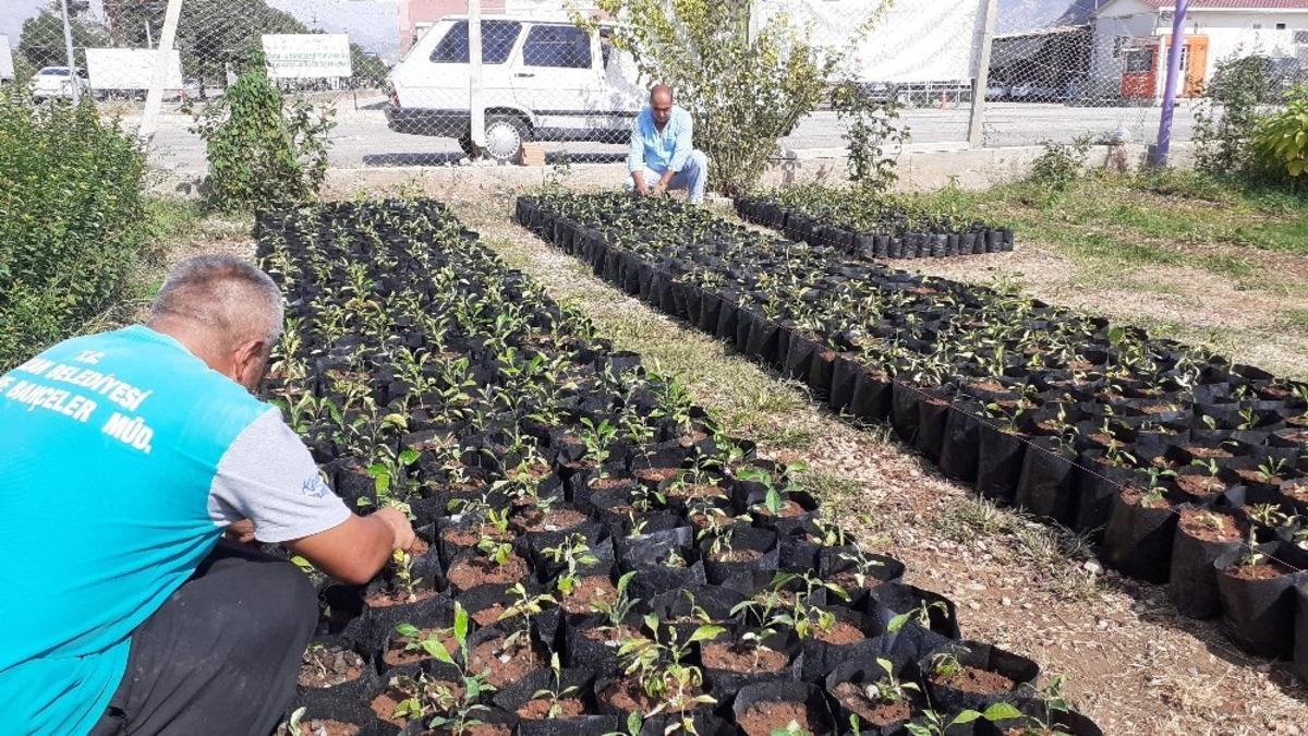 Kozan Belediyesi turun&ccedil; fidanı &uuml;retiyor