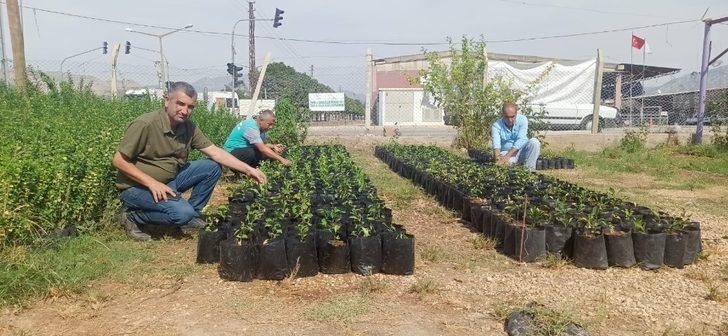 Kozan Belediyesi turunç fidanı üretiyor G2