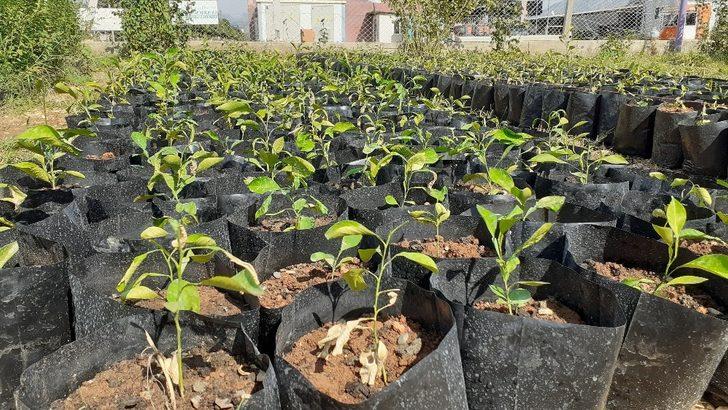 Kozan Belediyesi turunç fidanı üretiyor G3