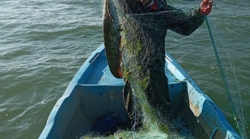 Eğirdir G&ouml;l&uuml;&rsquo;nde balık&ccedil;ı ağına yayın balığı takıldı