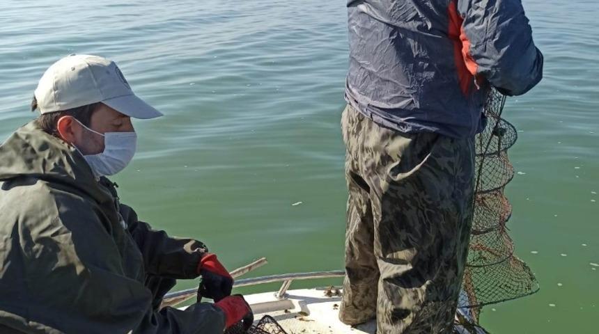 270 adet kerevit pinterine el konuldu