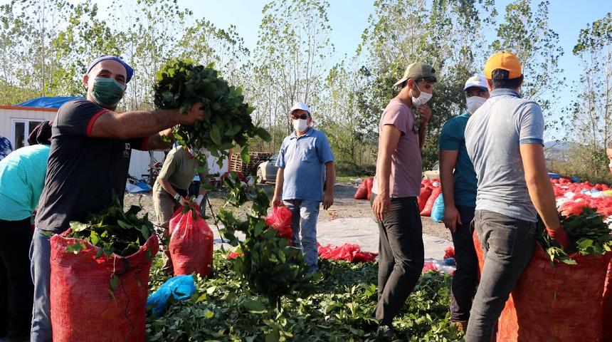 Defne yaprağının kilosu 3,5 lira! Dünyaya ihraç ediyor