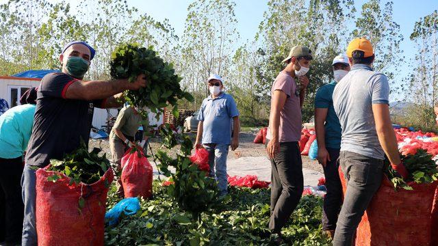 Defne yaprağının kilosu 3,5 lira! Dünyaya ihraç ediyor