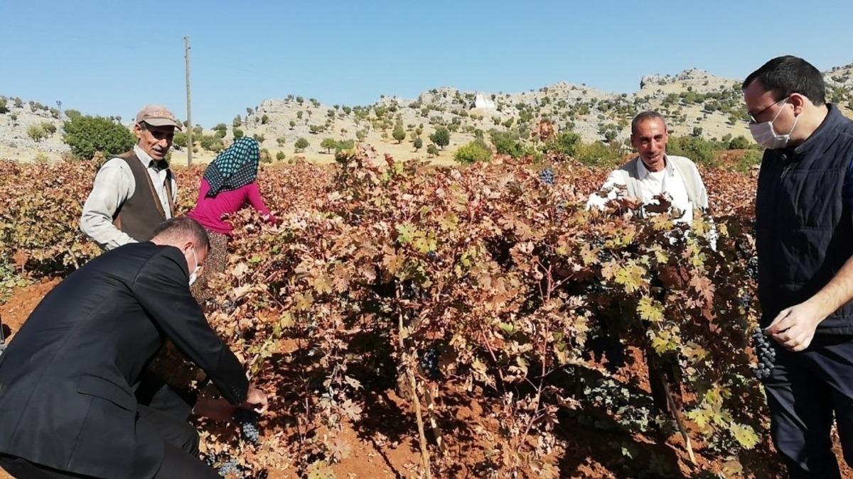 &Ccedil;&uuml;ng&uuml;ş&rsquo;te bağbozumu zamanı