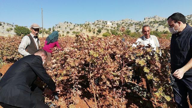 Çüngüş’te bağbozumu zamanı