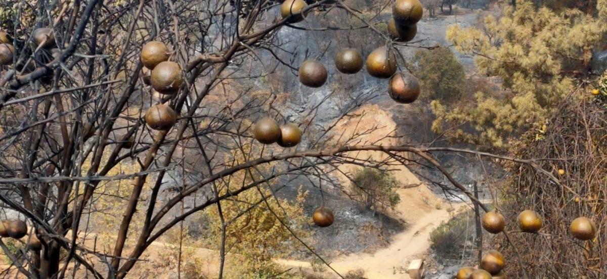 (&Ouml;zel) Anamur yangını &uuml;reticiyi vurdu