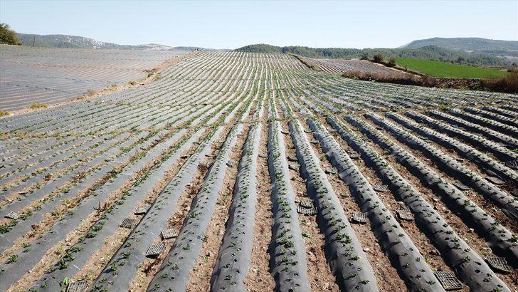 Yayladağı çileğinden çerez, reçel ve pestil yapılarak yurt dışına pazarlanacak G1
