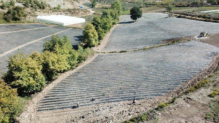 Yayladağı çileğinden çerez, reçel ve pestil yapılarak yurt dışına pazarlanacak G3