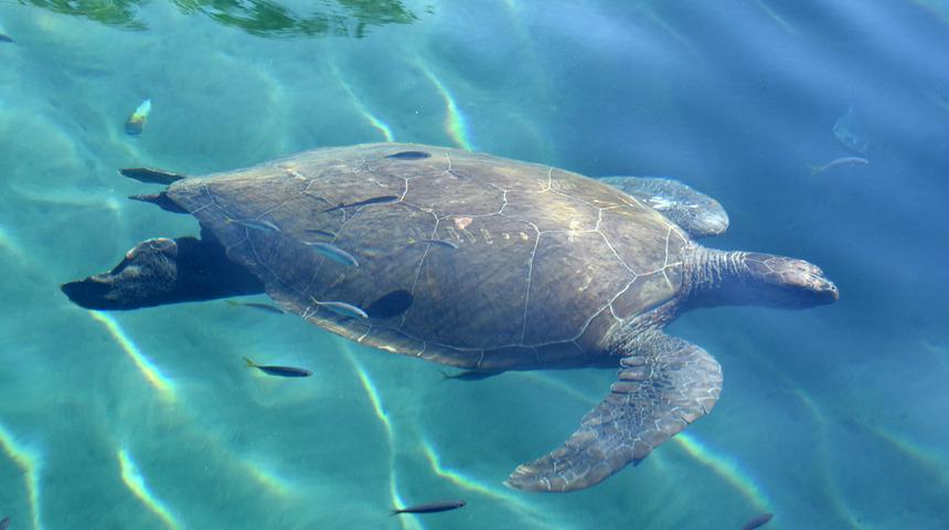 Liman gezintisine çıkan deniz kaplumbağası