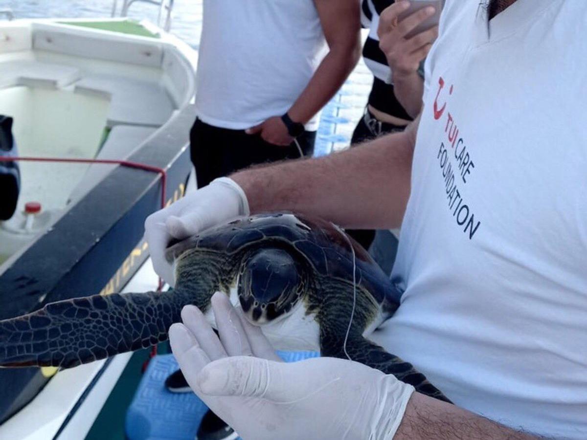 Misina yutan Yeşil Deniz kaplumbağası DEKAMER&rsquo;e teslim edildi
