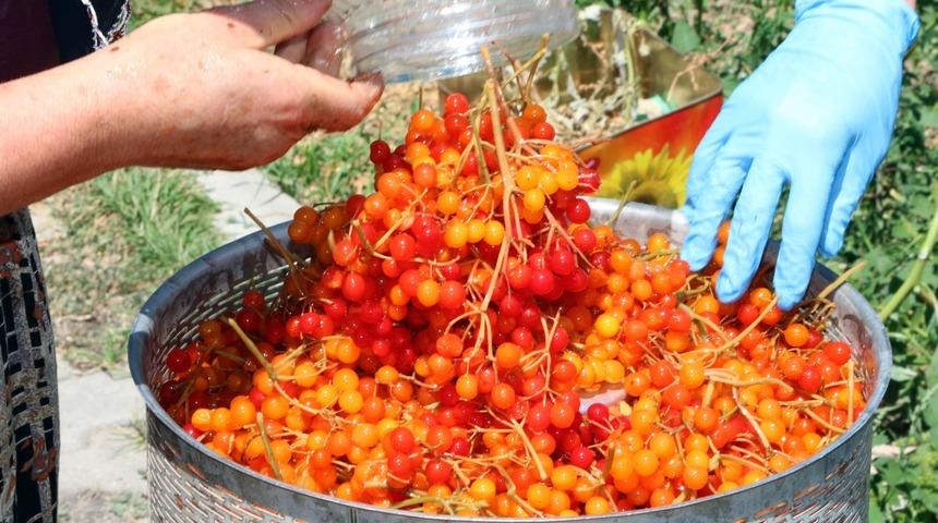 Bilim insanları etkisini kanıtlandı! Böbrek taşını sancısız döküyor