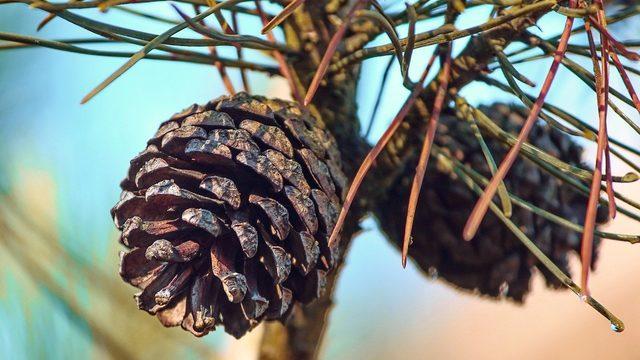 Kozalak şurubu faydaları neler, nasıl yapılır?