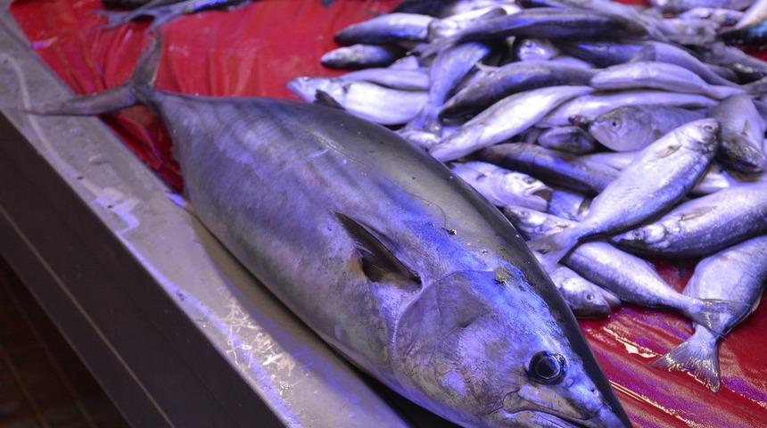 Balık&ccedil;ılara torik s&uuml;rprizi