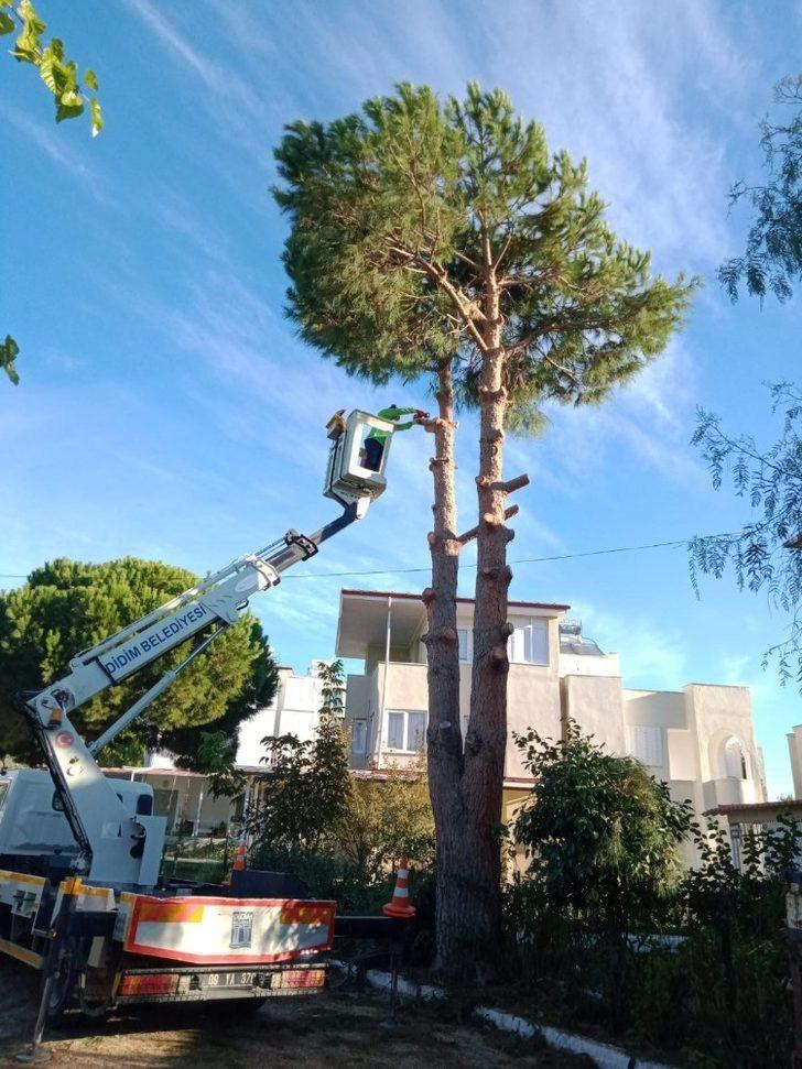 Didim’de yeşil alan çalışmaları devam ediyor G4