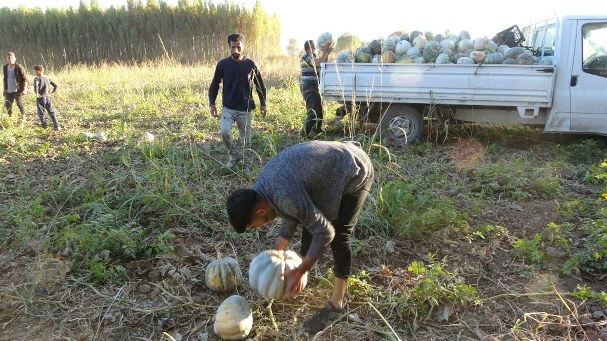 (&Ouml;zel) Muş&rsquo;ta hasadı yapılan kışlık balkabağı &ccedil;ift&ccedil;inin ge&ccedil;im kaynağı oldu