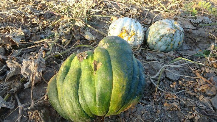 (Özel) Muş’ta hasadı yapılan kışlık balkabağı çiftçinin geçim kaynağı oldu G2