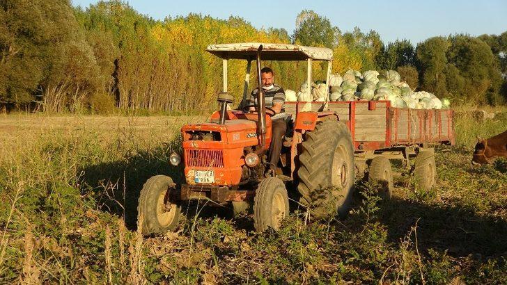 (Özel) Muş’ta hasadı yapılan kışlık balkabağı çiftçinin geçim kaynağı oldu G3