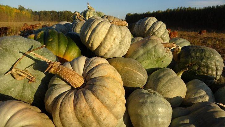 (Özel) Muş’ta hasadı yapılan kışlık balkabağı çiftçinin geçim kaynağı oldu G4