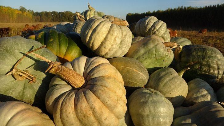 (Özel) Muş’ta hasadı yapılan kışlık balkabağı çiftçinin geçim kaynağı oldu G5