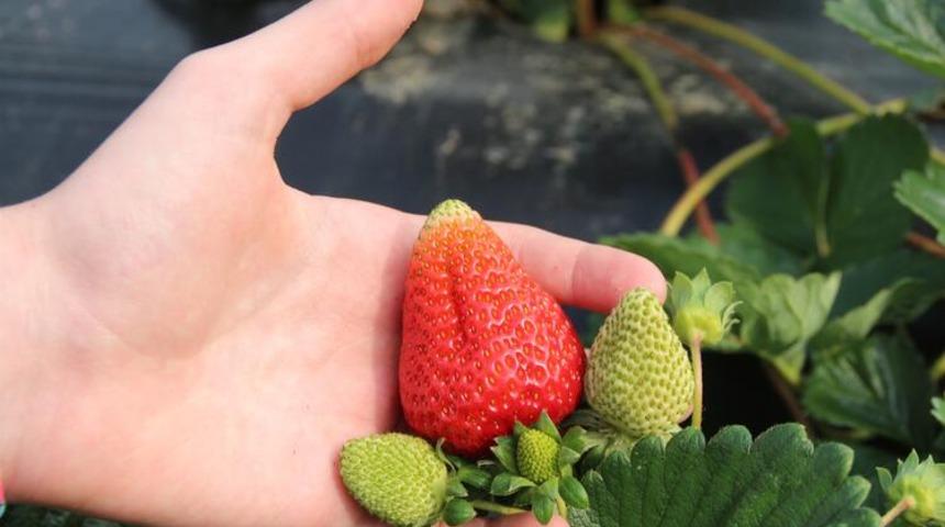 O ilde ilk kez üretildi! Daha pazara inmeden tarlada satılıyor