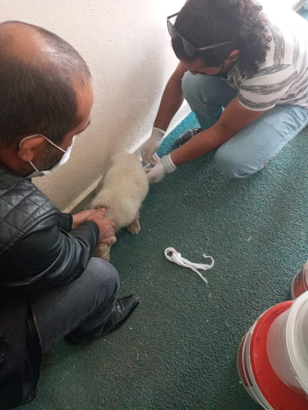 Yaralı halde bulunan yavru k&ouml;pek tedavi edildi