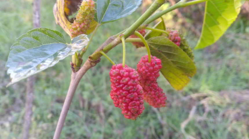 Şaşkına &ccedil;evirdi! Dut ağacı meyve verdi, kiraz ağacı &ccedil;i&ccedil;ek a&ccedil;tı