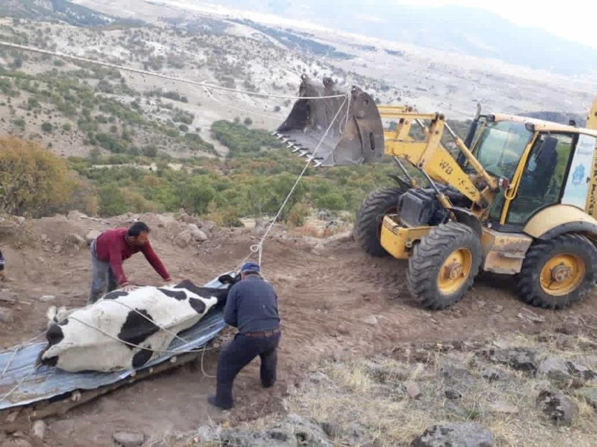 U&ccedil;uruma d&uuml;şen inek kurtarıldı