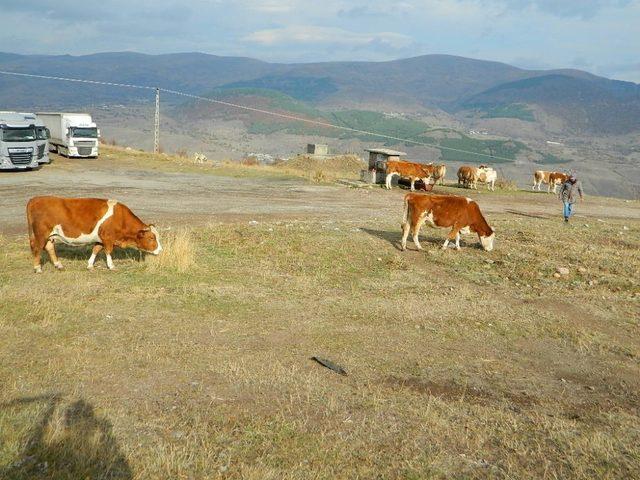 Posof dağları beyaza büründü